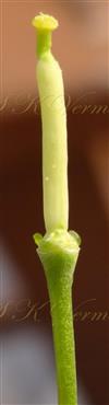  Pistil